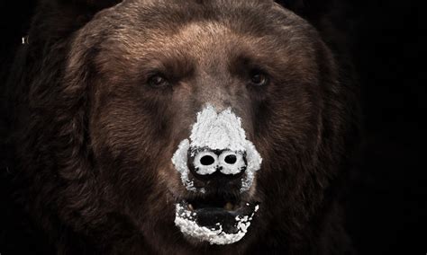 oso intoxicado